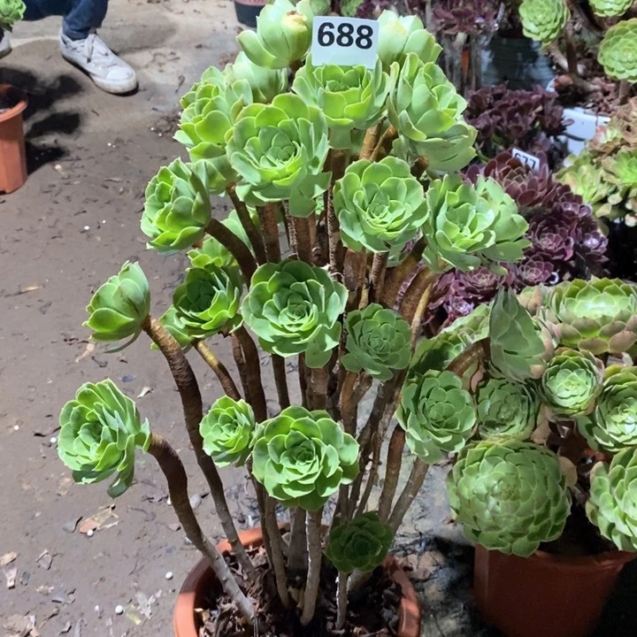 乐*~法师植物一物一拍688
