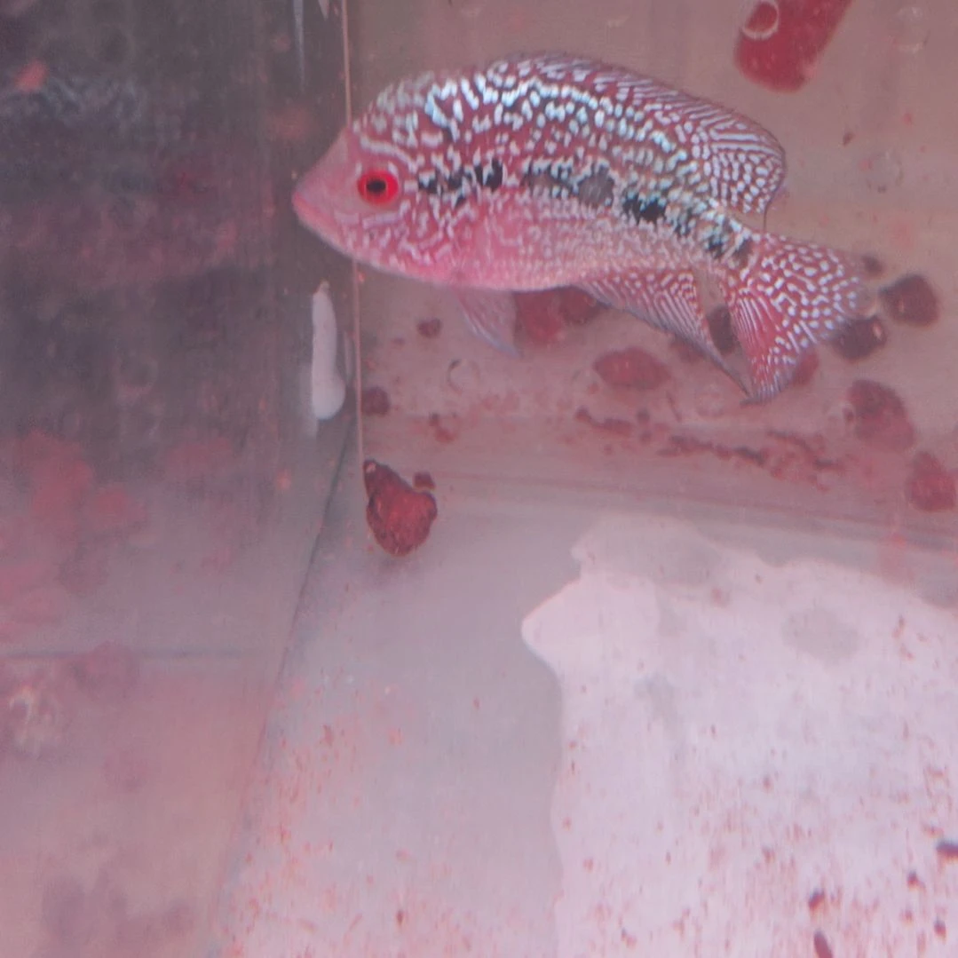 海水鱼淡水热带鱼罗汉鱼大苗