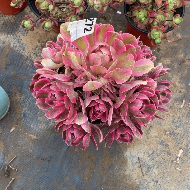 多肉粉女巫法师272