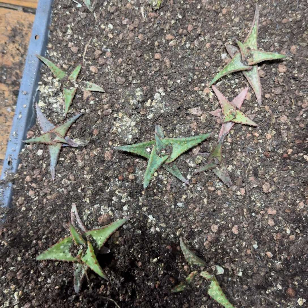 园艺芦荟量拍多肉植物