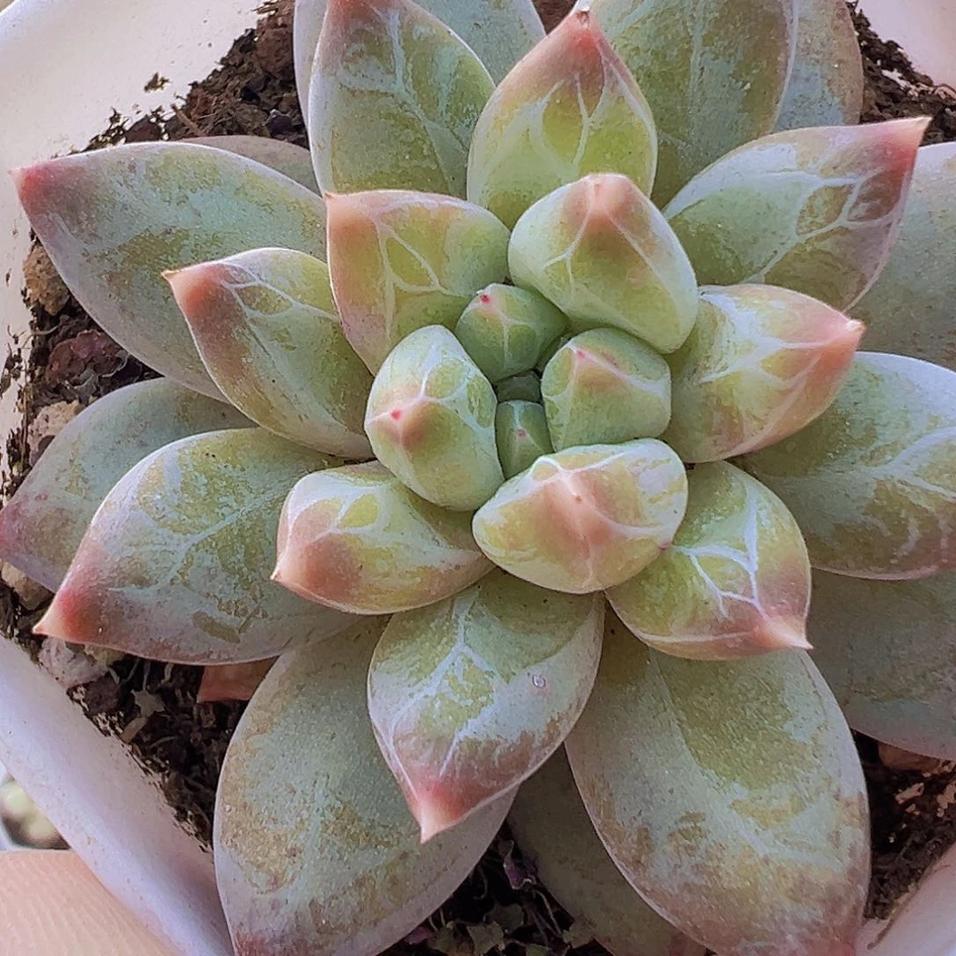 幻影美人带崽19包邮多肉