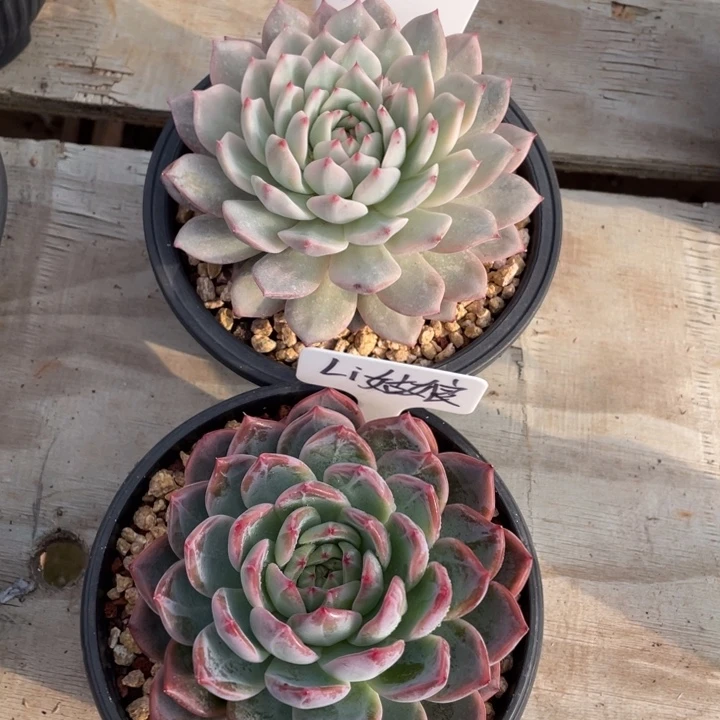 多肉li姑娘红鸾Tp锦