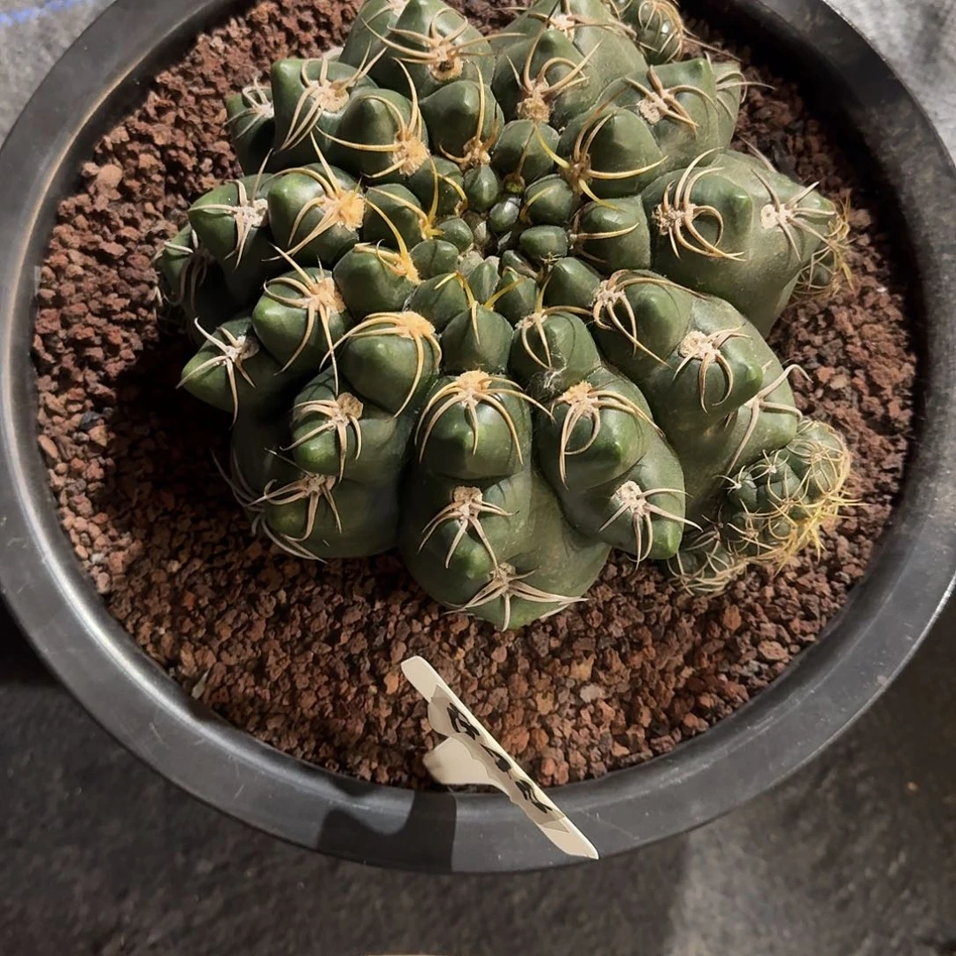 时**迹实生仙人球脱土发