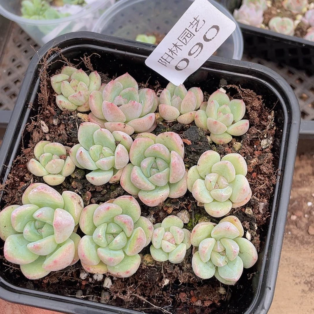 多头植物多肉植物90