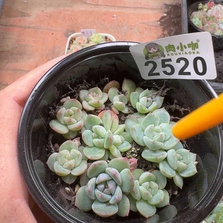 多肉植物多肉植物