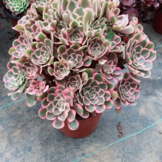 迷****无花朵48号迷糊法师