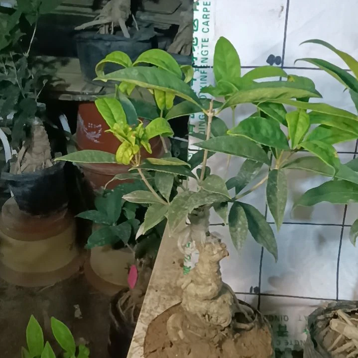 完全开放四季系的红花佛顶珠