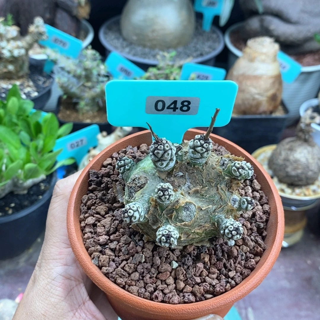 产地白象多肉植物产地