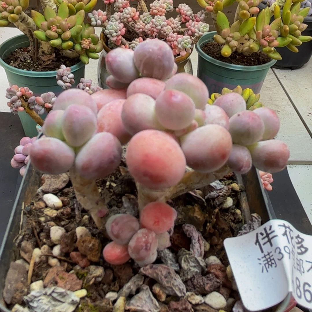 864/5cm苹果奶多肉植物