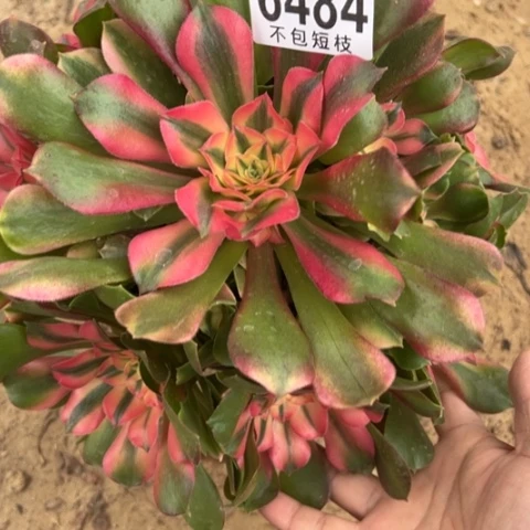 英***爽香妃多肉植物法师6484