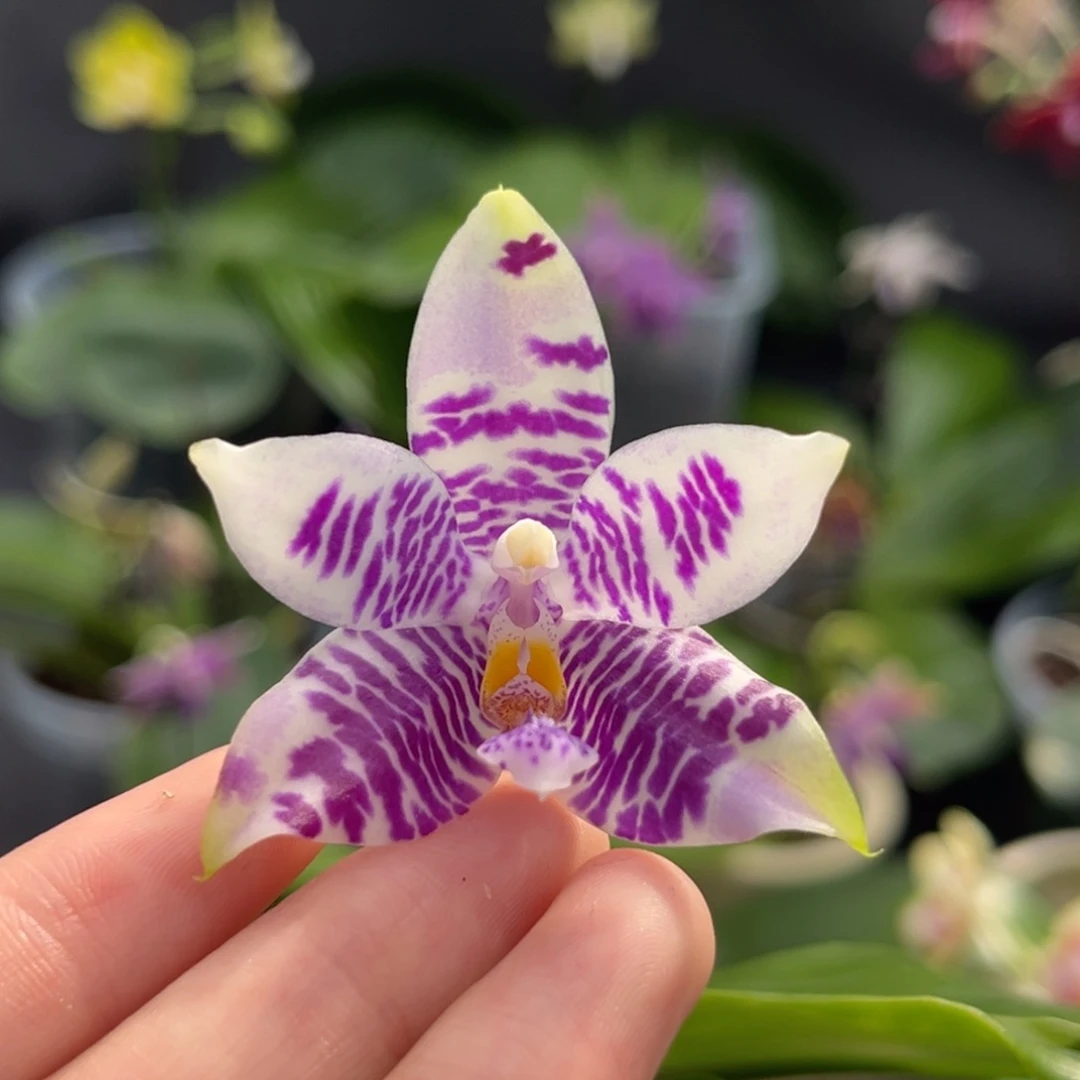 完全开放2.5寸3667开花株