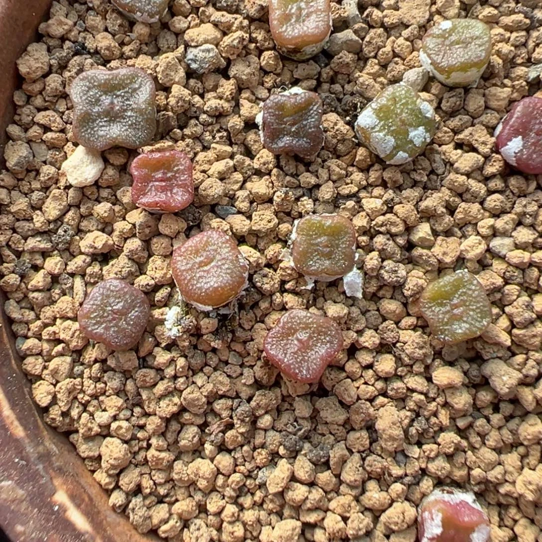 量拍园艺方糖5颗。多肉