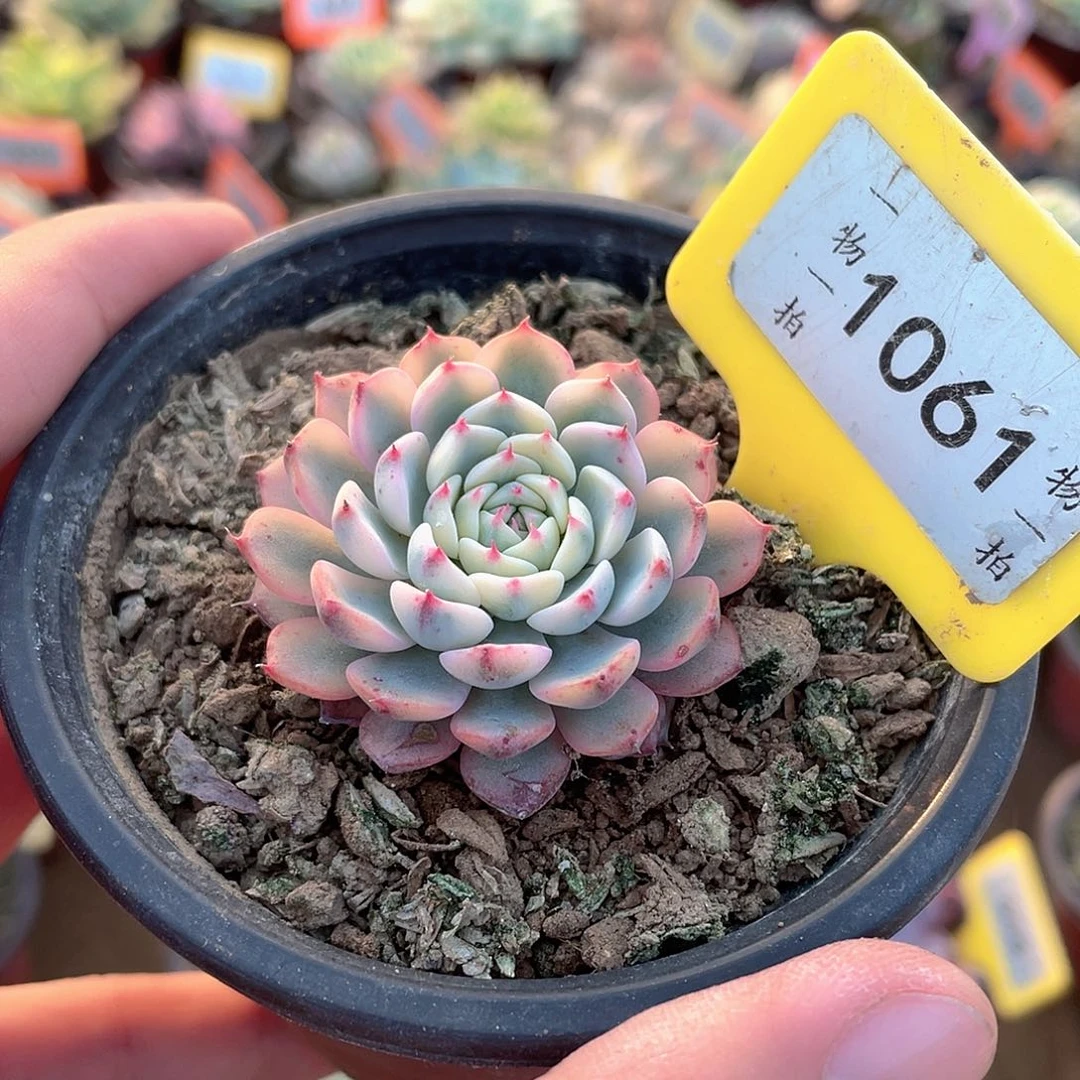 姬莲锦1061号多肉