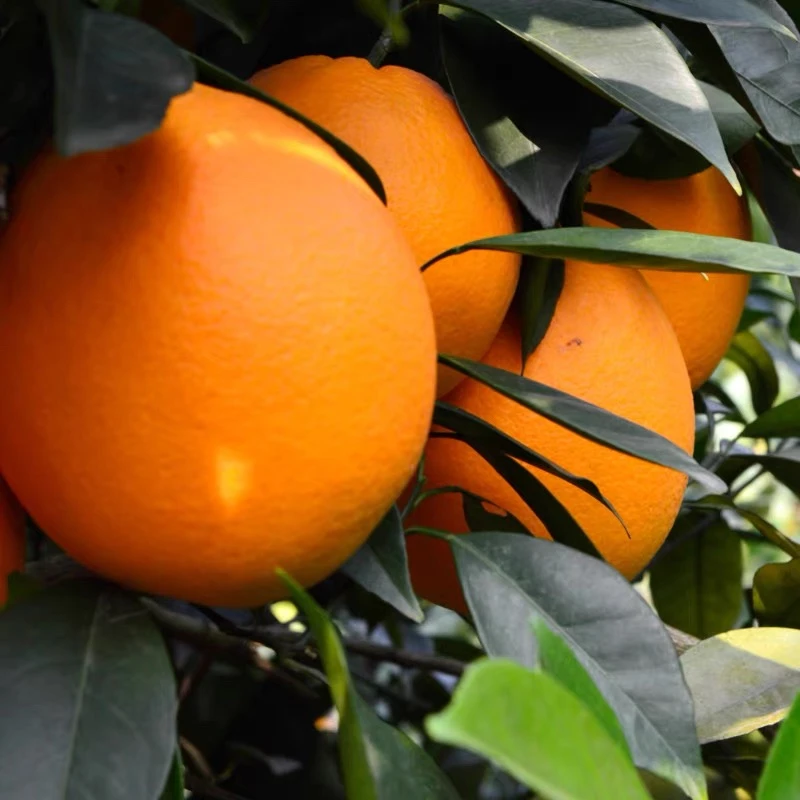 现摘赣南脐橙应季水果新鲜橙子产地直发赣南特产赠送开口器