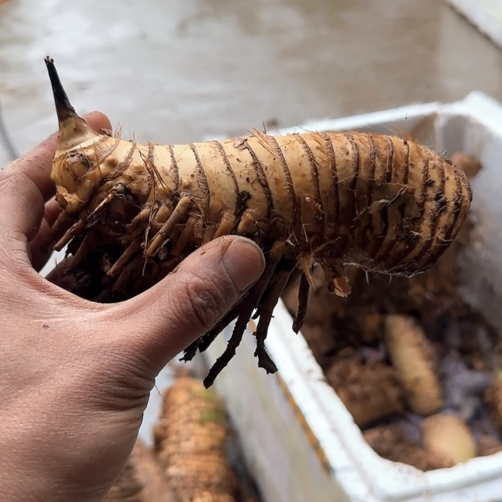 风***随完全开放小叶了竹生庄