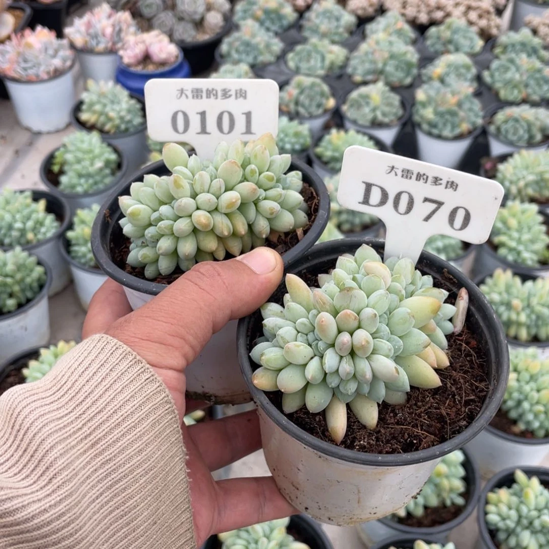 米*0700101奶糖不带盆啦啦