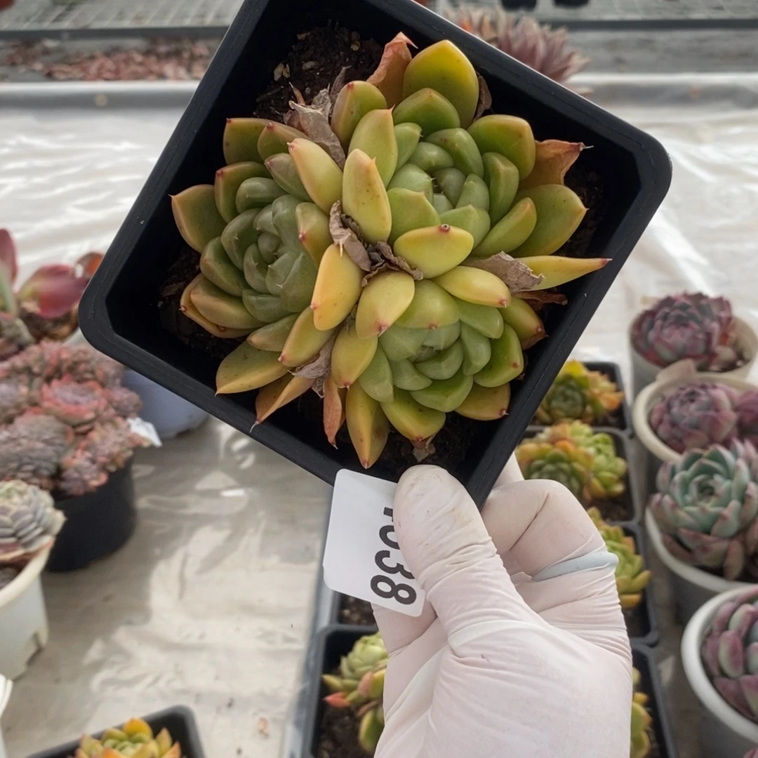 4538皮埃拉一物一拍