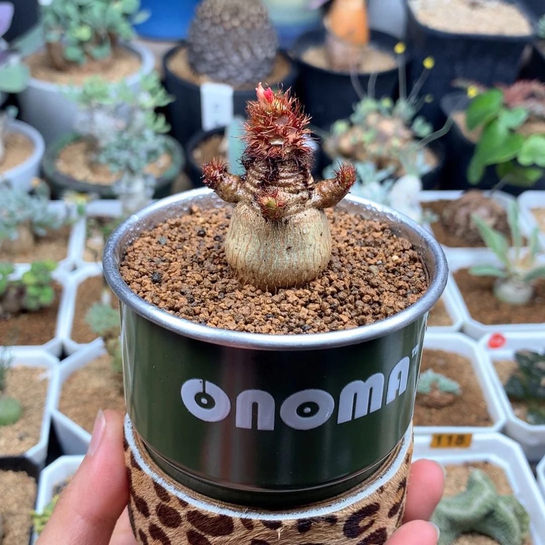 带盆象鼻大戟母本