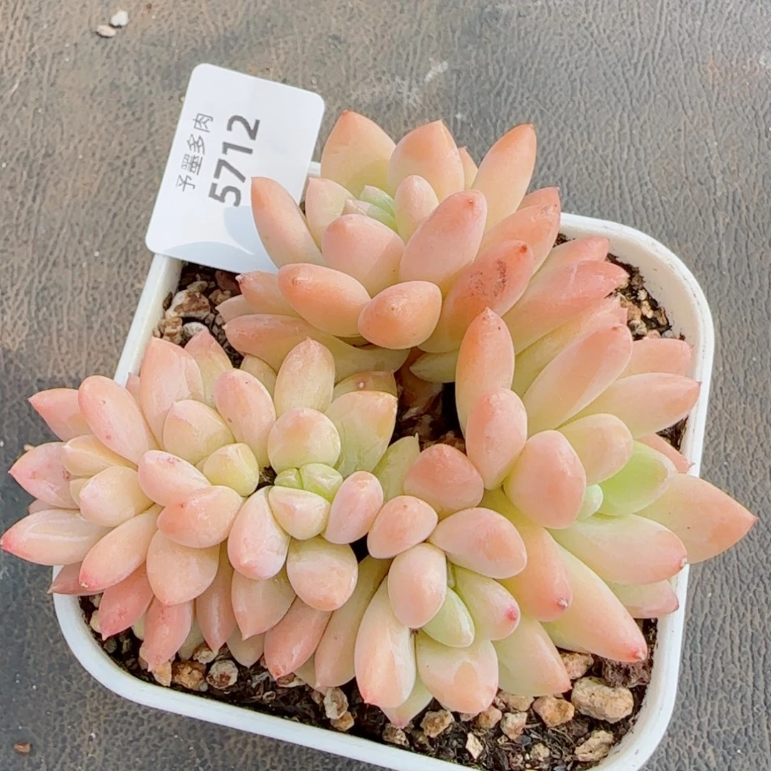 杂交，5712多肉植物