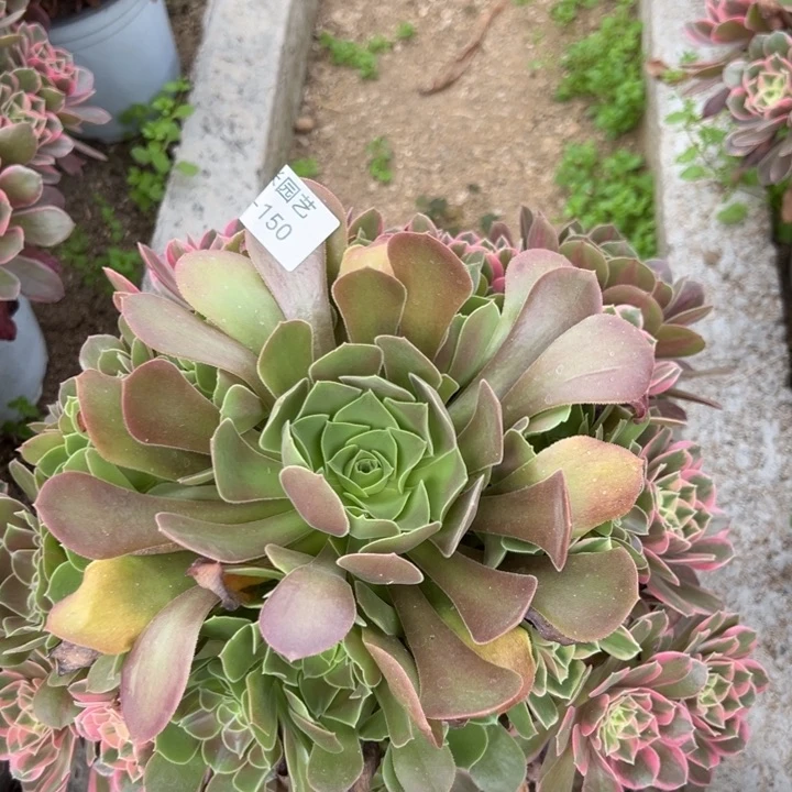 女妖阴阳多肉植物150