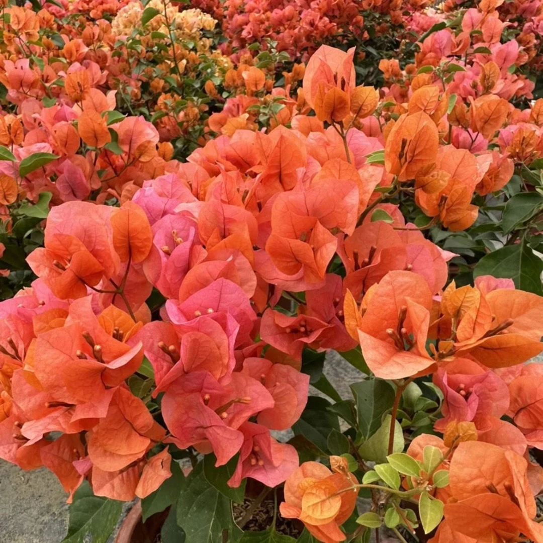 绿叶橙 三角梅大苗好养易开花花卉基地 【不带花发货】