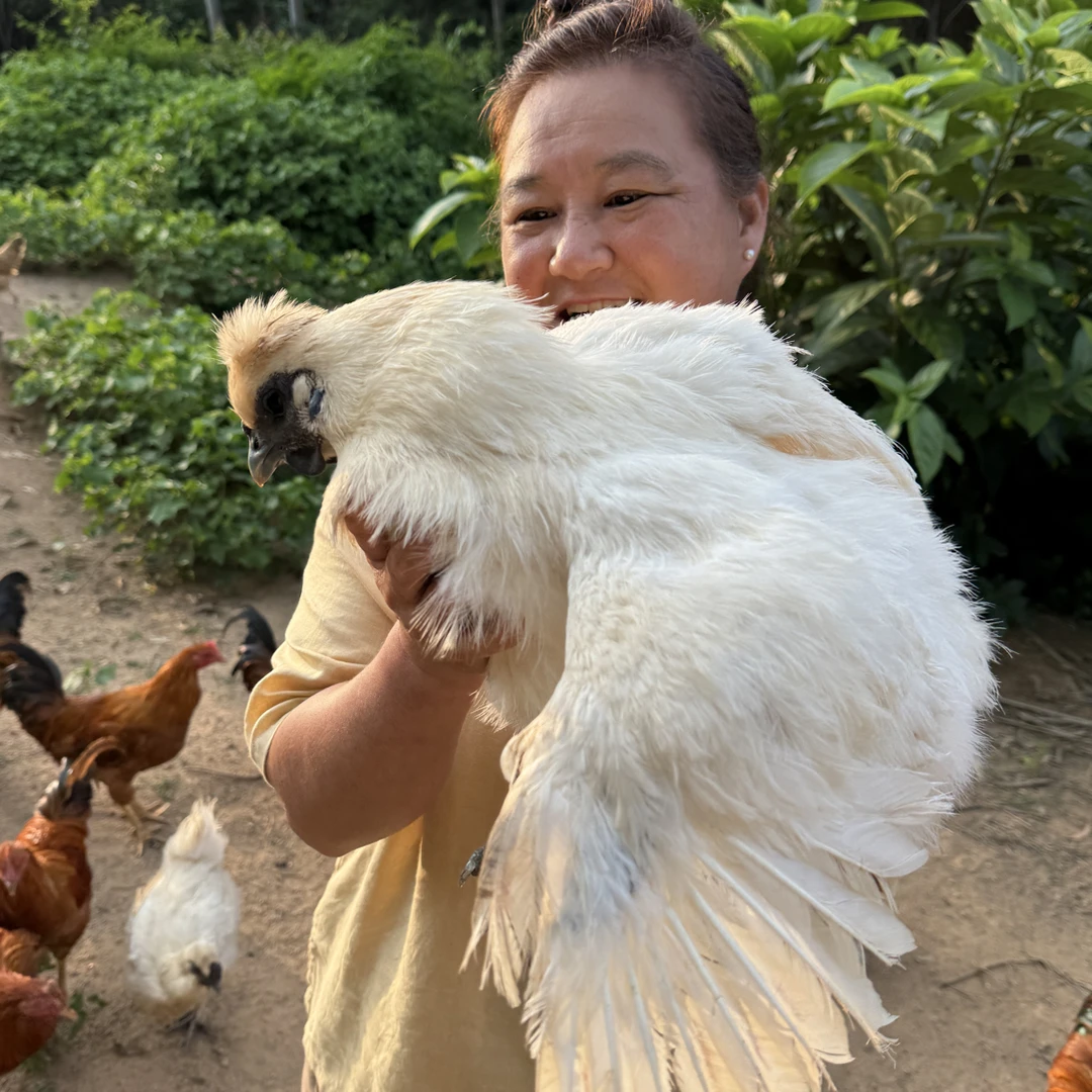 广东阳春自养乌骨鸡竹丝鸡稻谷玉米喂养 净重3斤顺丰包邮