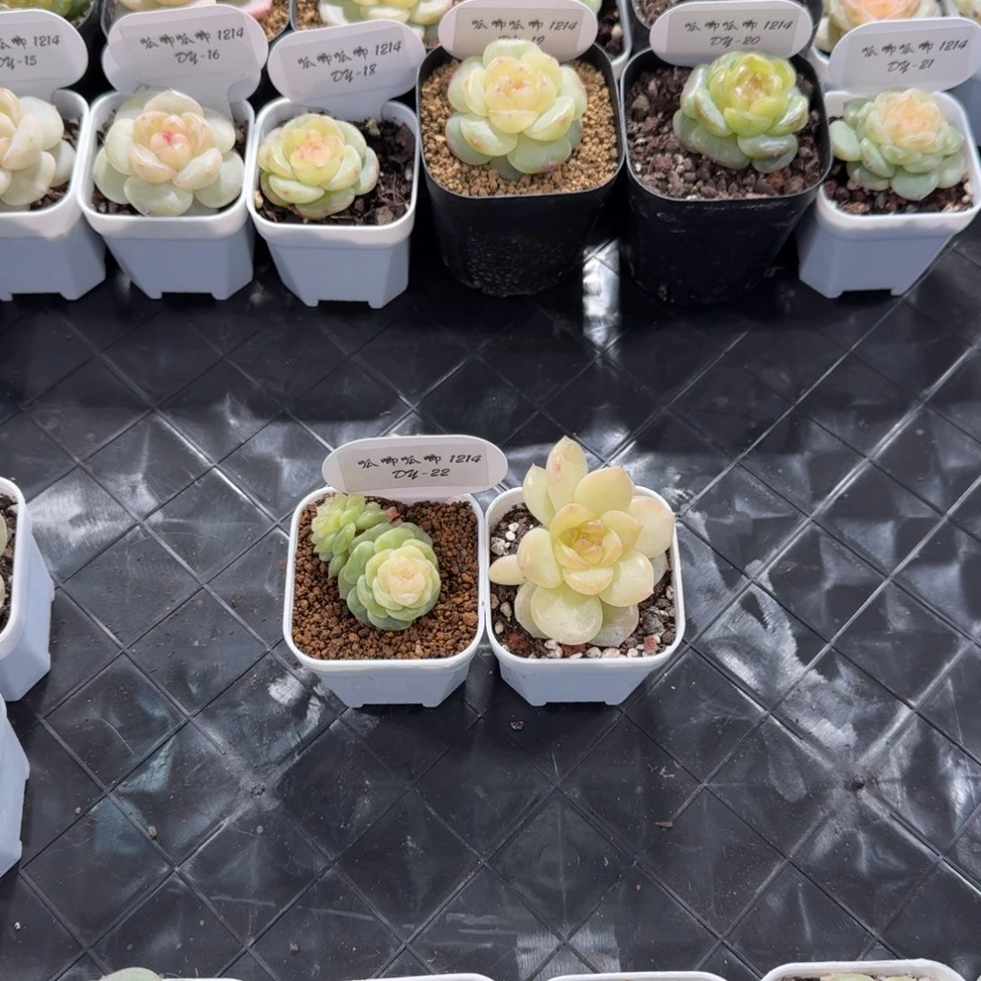 琳***裴1214-22-0043 陵容打包走