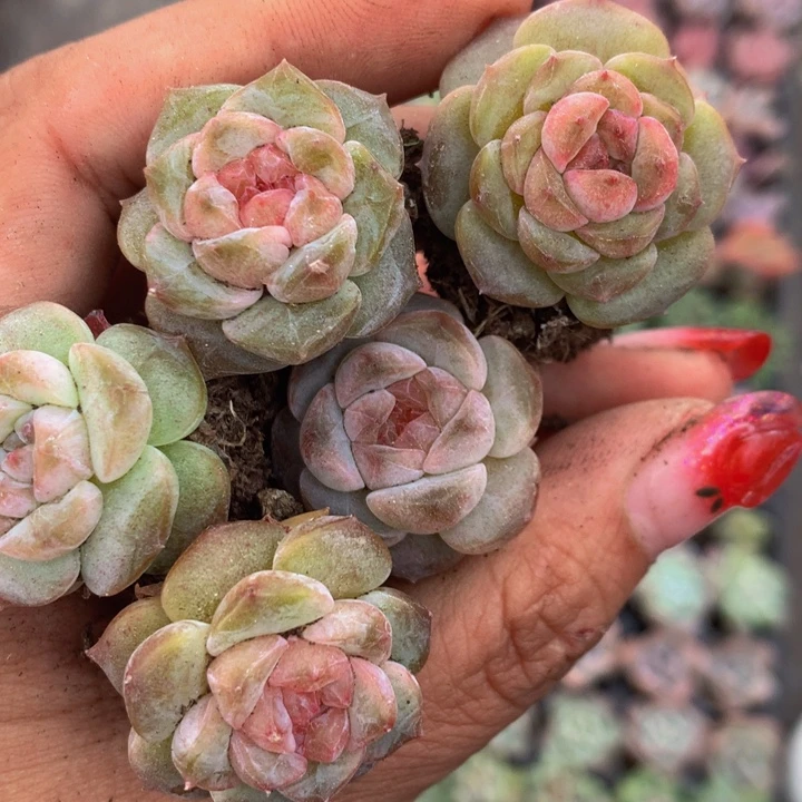 胖糖心珍妮 （满9.99包邮不满9.99发叶子）