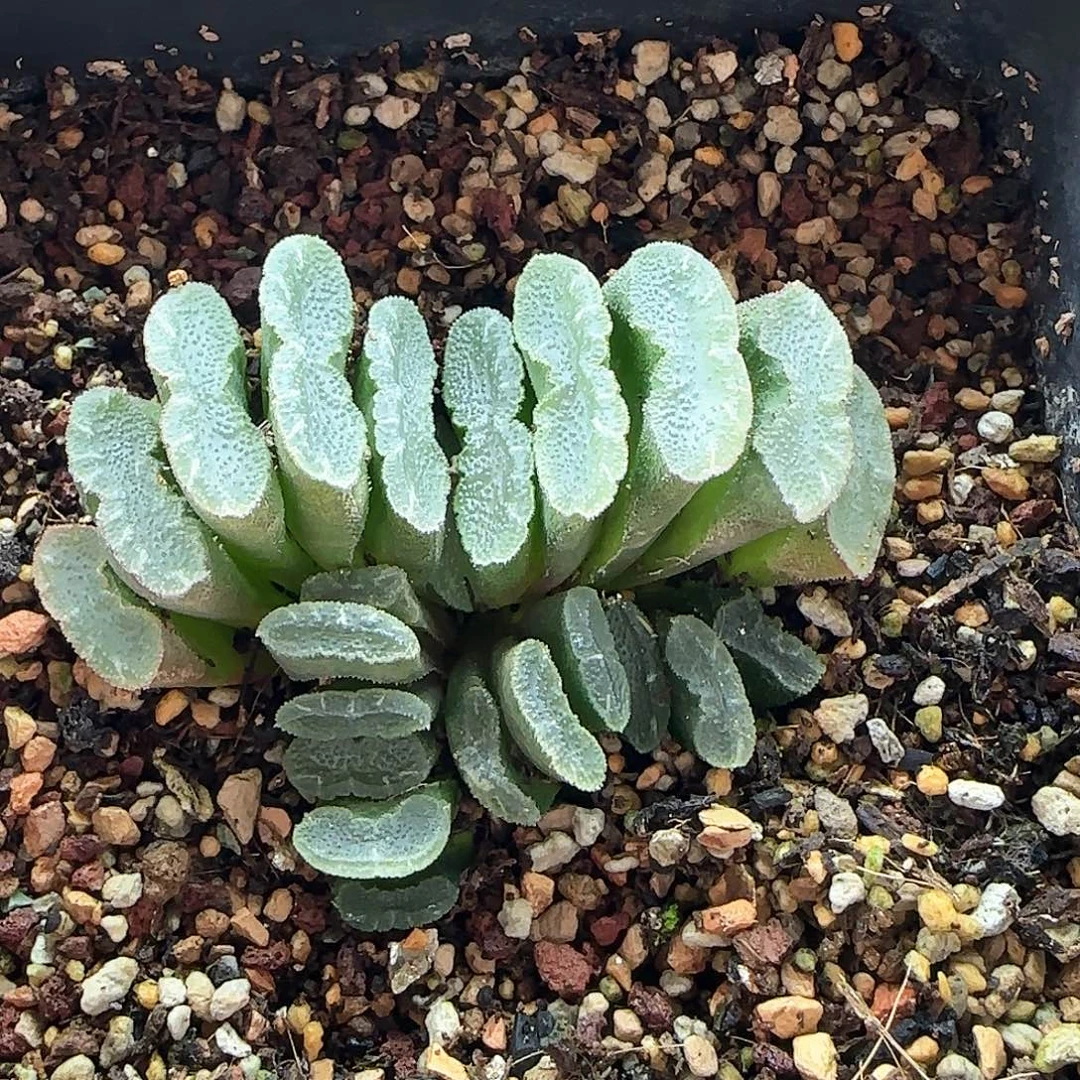 7275 大白多肉植物园