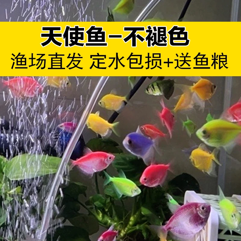 观赏鱼天使鱼大号群游懒人小型淡水好养耐活红天使老虎热带鱼鱼苗