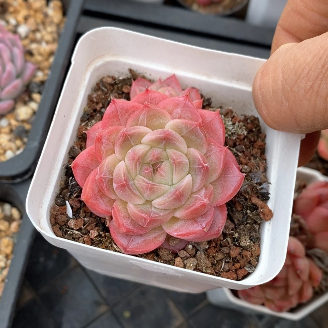 精品多肉一物一拍不包整408