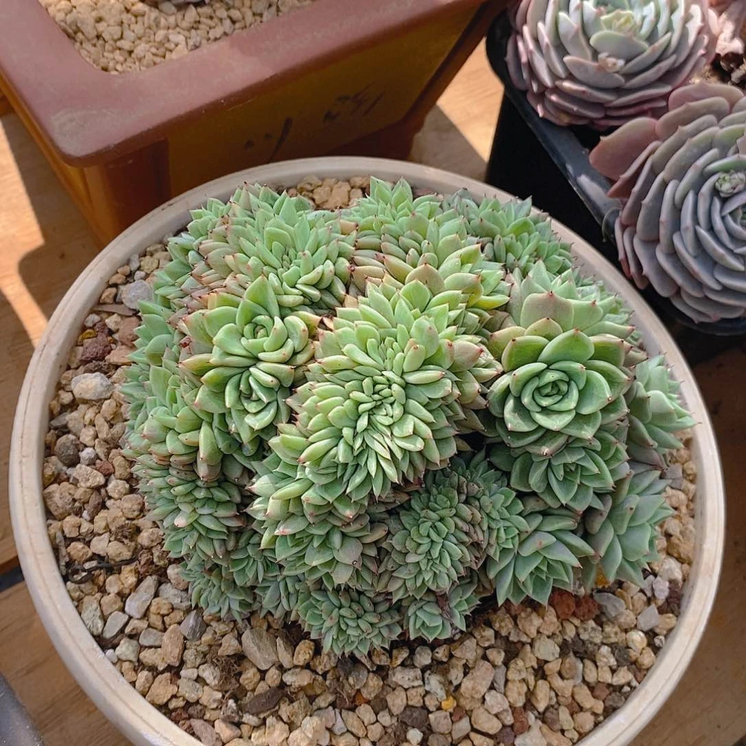 多肉植物优选朵缀