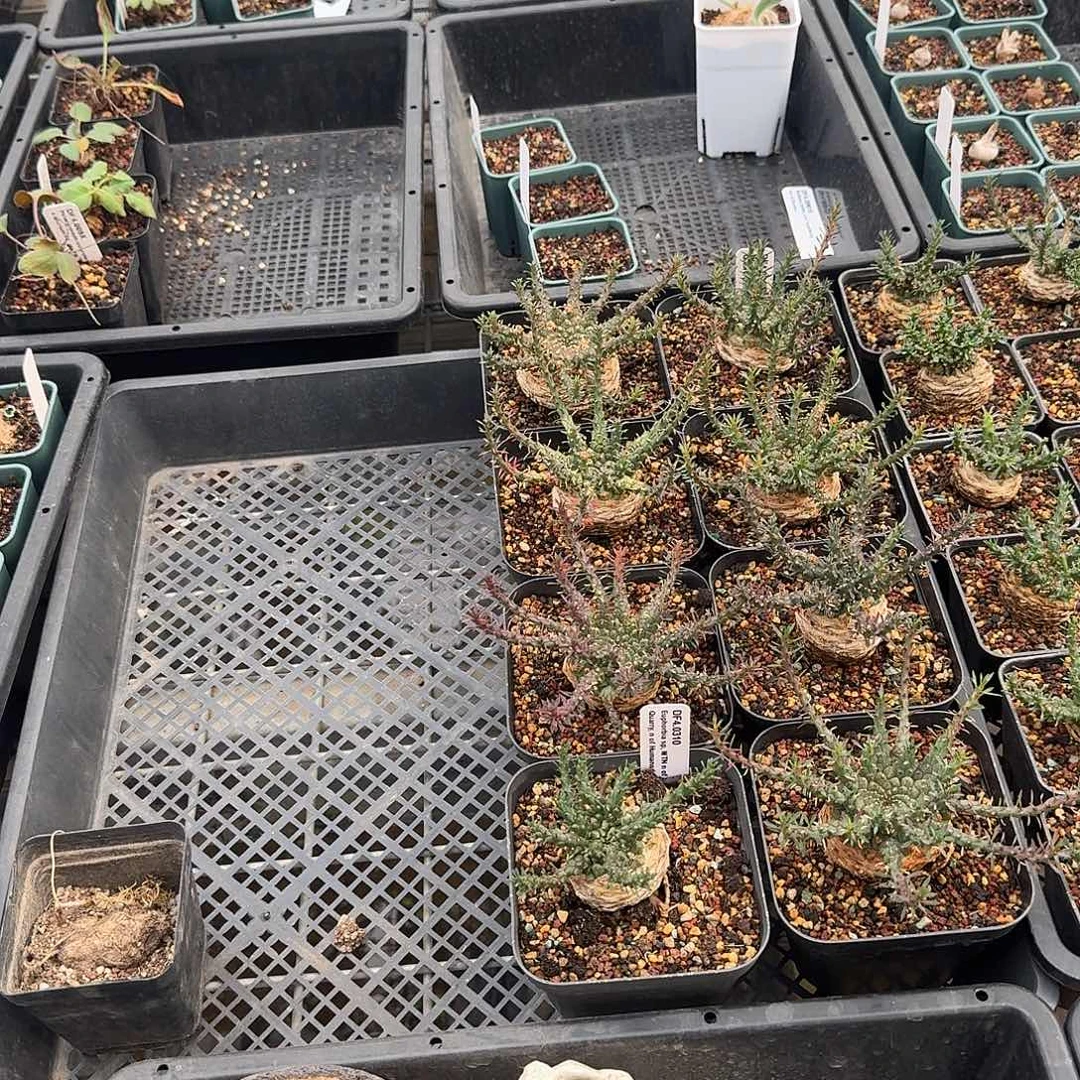 行***知定向100粒龟甲龙种标本