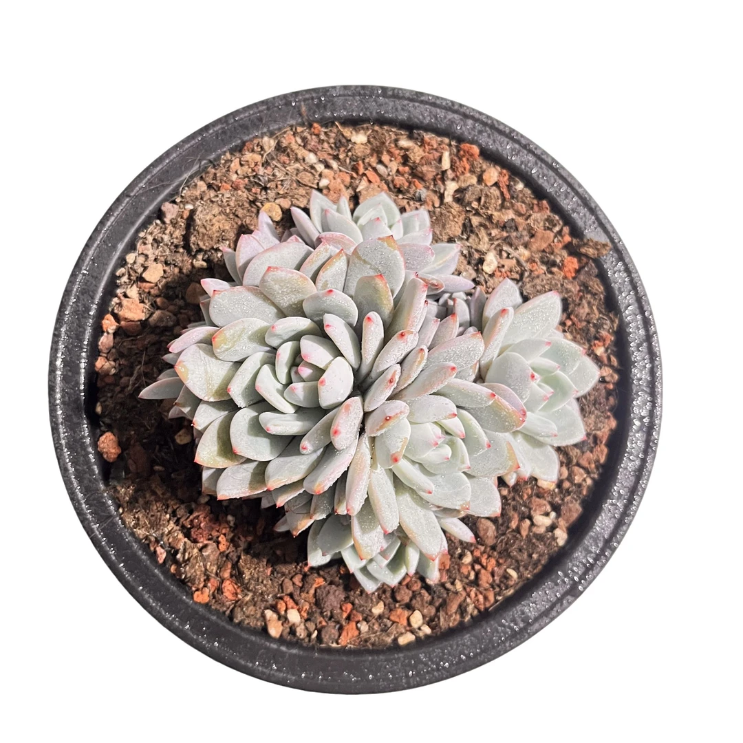 强子精品多星星橙群生肉植物 精控精养 净化空气