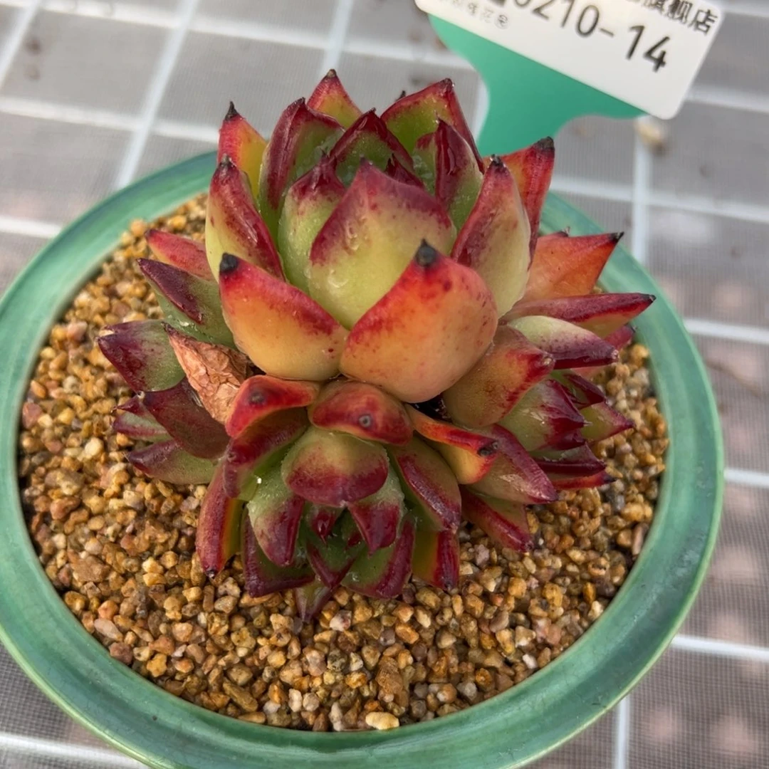 多肉一物一拍0210-14