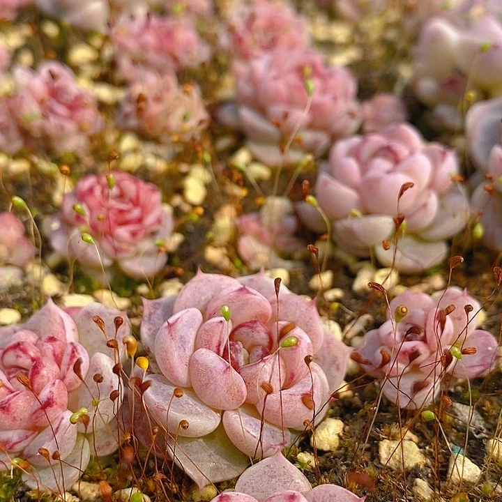 141 多肉植物盆栽花卉植物