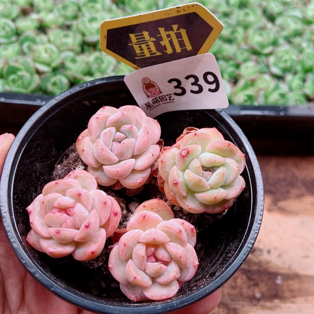 当前无花朵，栽培后可花朵