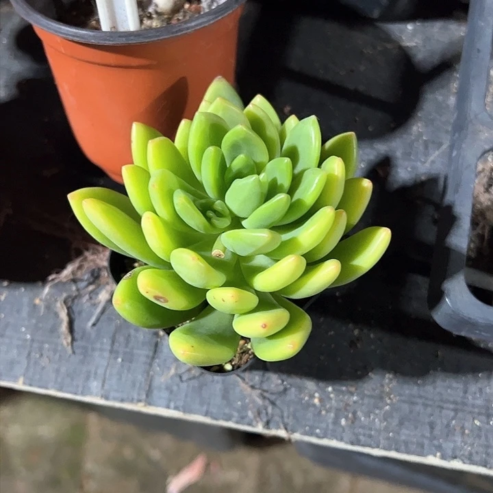 小*@113多肉植物组合为您打造出