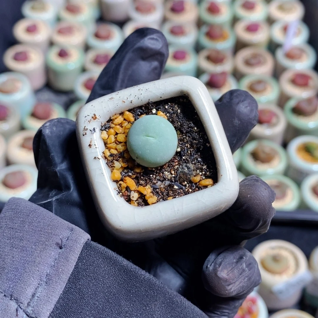 毛*毛3745--一物一拍 带盆