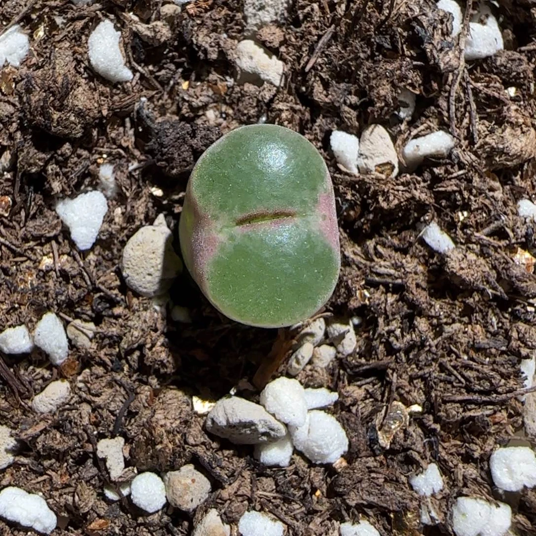 z****肉锥多肉植物组合-绿焰1335