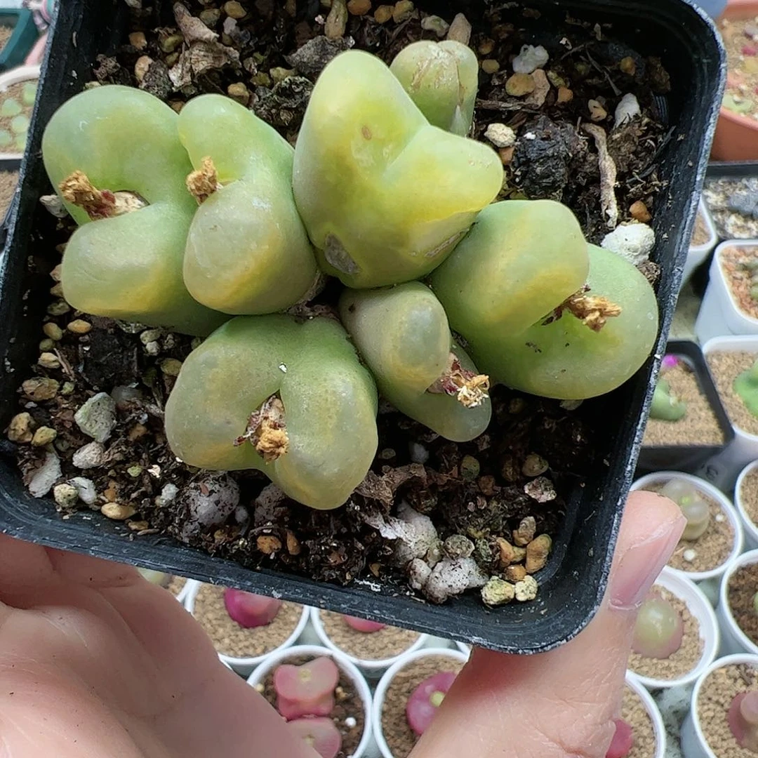 【闪购商品】29 平安福利