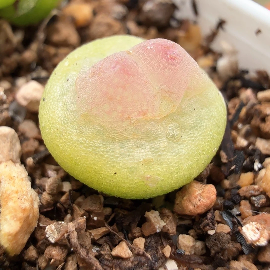 1.17.24/1.0厘米紫皮拉登