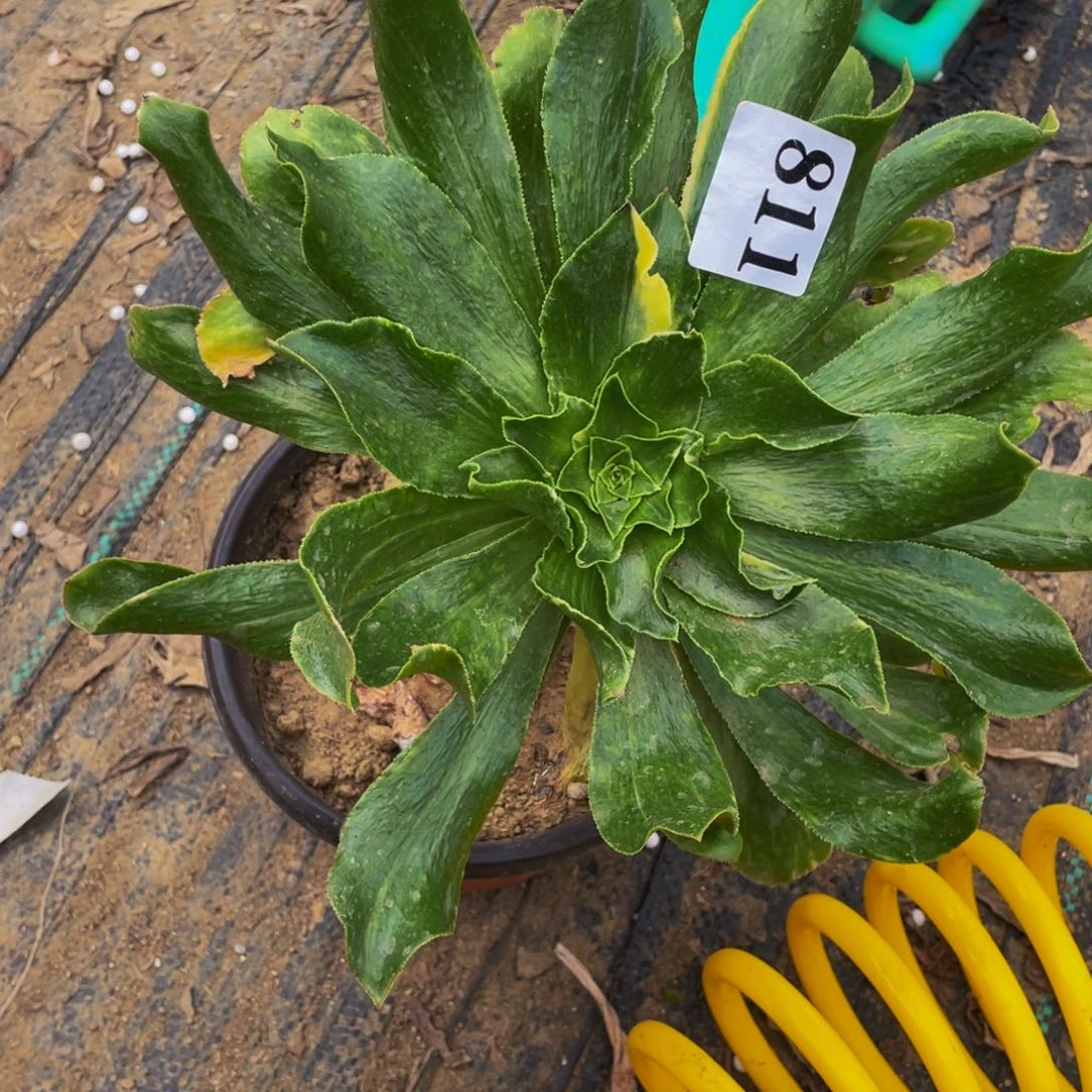 811祖母绿有砍多肉植物