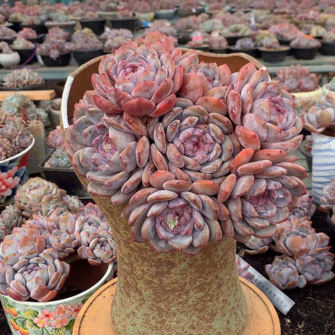 *️****刺青 哈哈哈哈哈哈哈