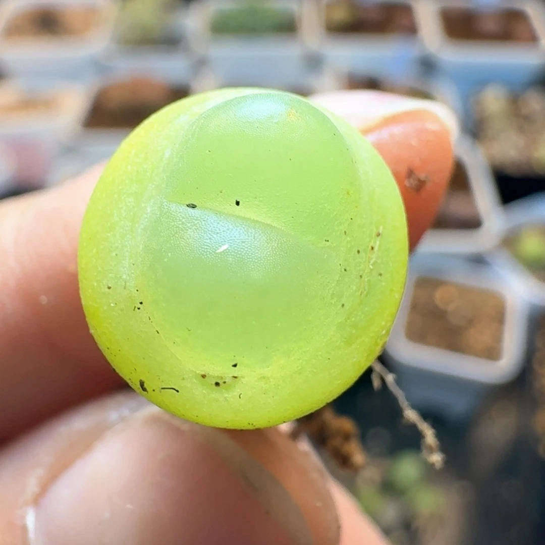 179拉拉尺寸1.3一颗