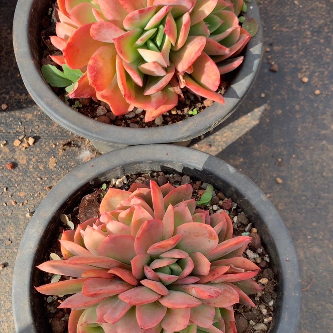 温***说绮罗00000000000000000