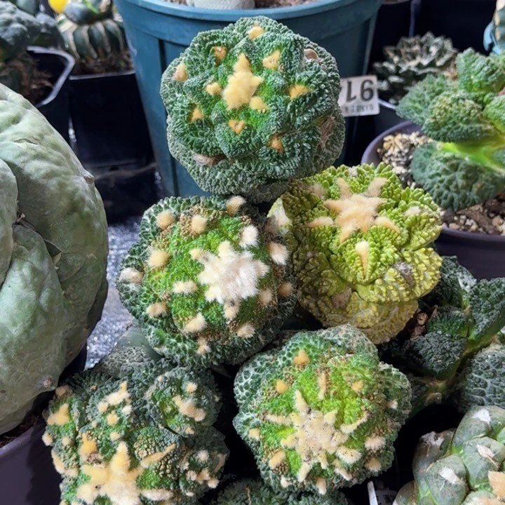 无花朵Y****m福利6颗牡丹