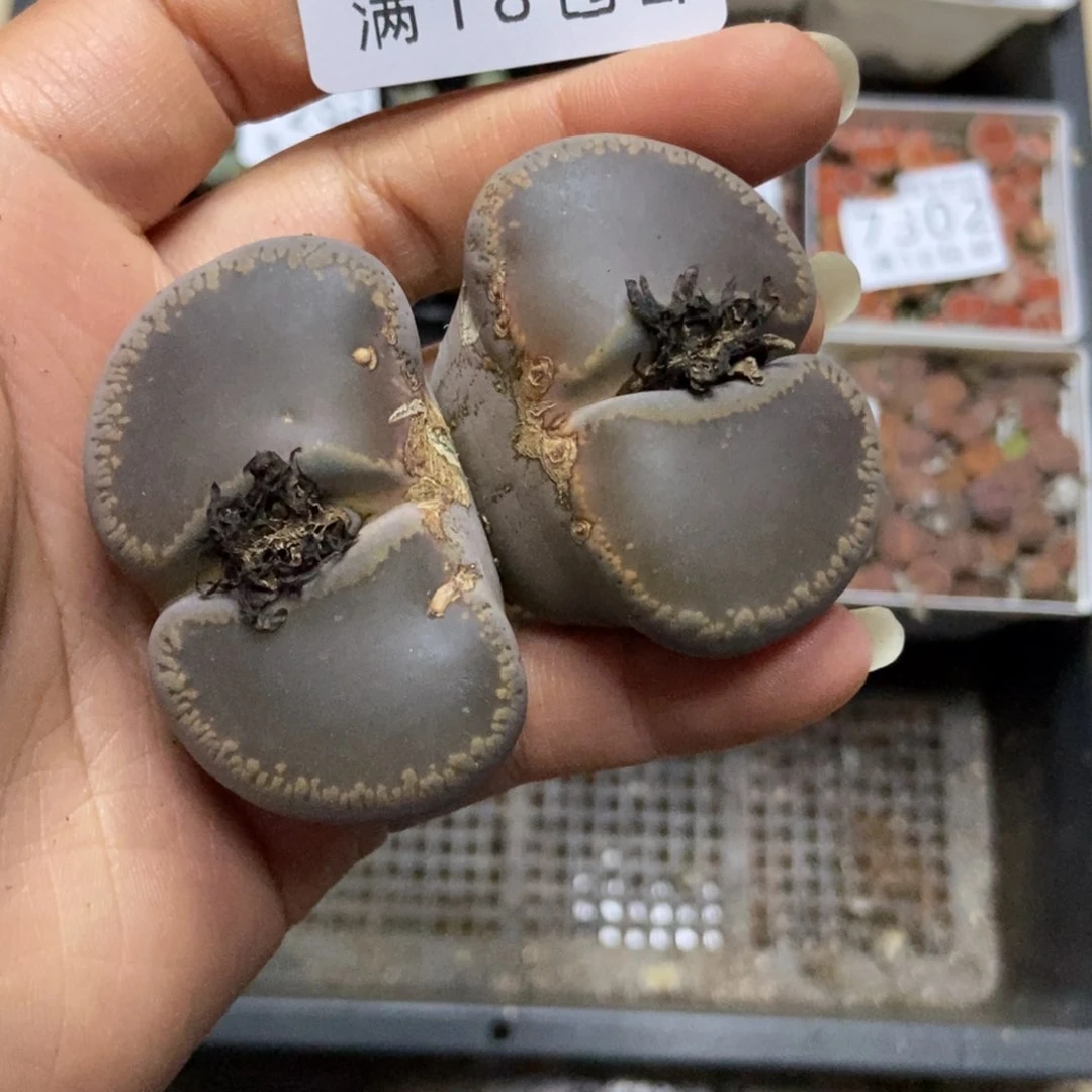 7305一颗母本日轮有疤