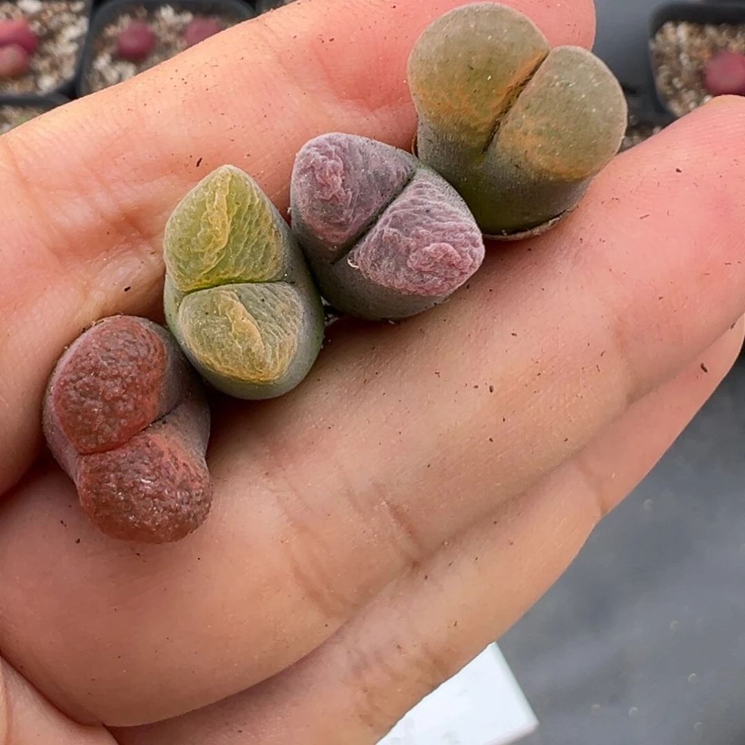 6.27好看的多肉脱土发货948