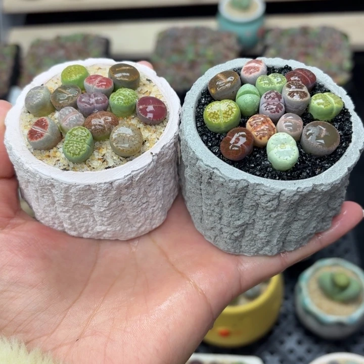 8006 零下地区记得拍保温箱